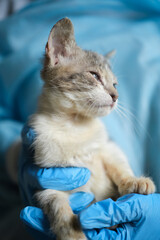 small kitten in the hands of a doctor. Stray cat in the animal hospital. High quality photo