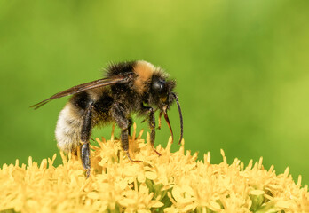 Piękna pszczoła podczas posiłku na zielonej łące wśród żółtych kwiatów - obrazy, fototapety, plakaty