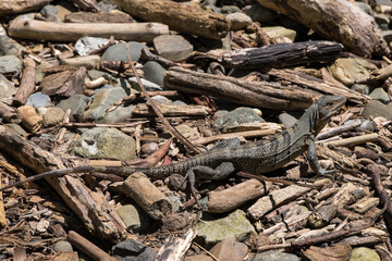 Lagarto en una playa de Costa Rica