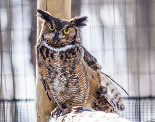great horned owl on a branch