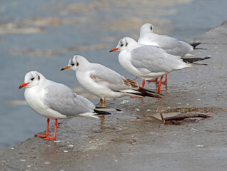 Obraz premium A beautiful white seagulls stands on a wall