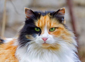 A beautiful fluffy cat looks straight ahead