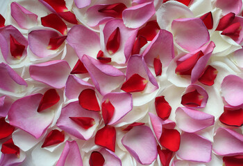 background of bright multicolored rose petals on the surface, background
