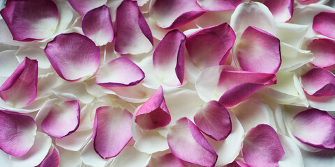background of bright multicolored rose petals on the surface, background