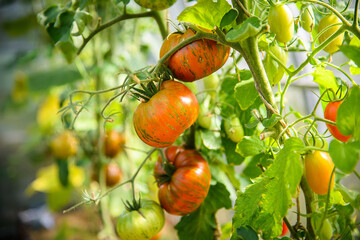 orange tomato growing on a branch in a greenhouse. striped chocolate variety of tomatoes. Harvest of domestic vegetables.