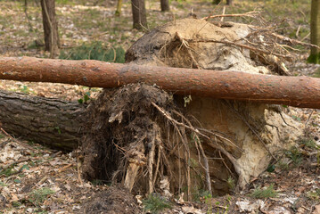 A broken tree. Tree root close-up