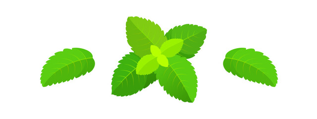 Mint leaves vector set. Peppermint leaf, mint plant © ti555design