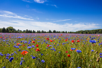 field of poppies