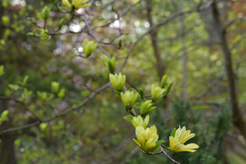 Yellow magnolias in the botanical garden