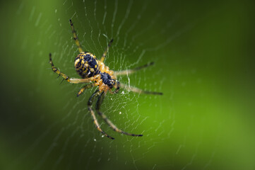 Spinne in einem Netz
