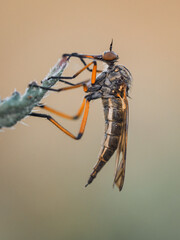 Tanzfliegen (Empididae)