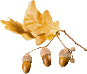 Dry yellow oak leaves and acorns isolated on white background.