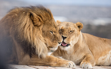 lion Love