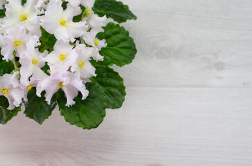 flower white background