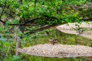 duck in the forest