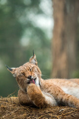 Naklejka premium Lynx