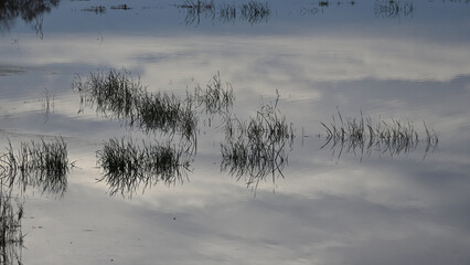 Mirror Grass