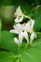 Obraz premium Close up white Honeysuckle flowers. Wild blooming bush Lonicera tatarica.
