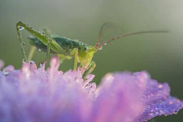 Grünes Heupferd (Tettigonia viridissima)