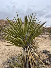 The Desert