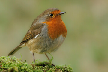 European robin is looking for food in the green moss.