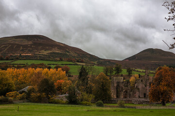 Fototapeta premium The ruins of Melrose Abbey with the Eildon Hills beyond, from Annay Road, Melrose, Scottish Borders, UK