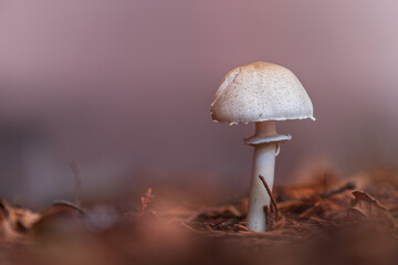 Mushroom in the forest