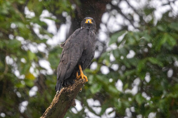 Ein Krabbenbussard bei Regen in der Seitenansicht auf einem Ast sitzend im Nationalpark Corcovado in Costa Rica