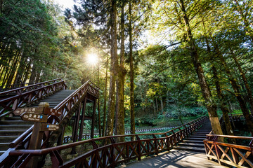 Beautiful view of boardwalks through the green forest at Alishan Forest Recreation Area in Chiayi,...