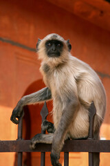 A portrait of single Gray Langur monkey sitting on a fence at Amber Fort, Jaipur, India