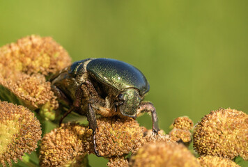 Uroczy kolorowy chrząszcz na wiosennej zielonej łące