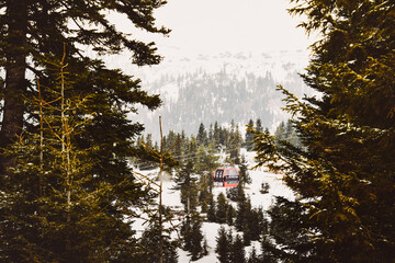 Red gondola ski cable way lift isolated in fir forest in Goderdzi ski resort. Georgia