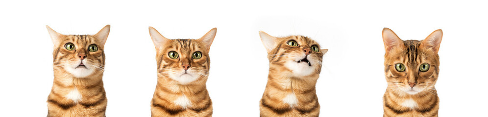 Heads of a cute bengal cat with different emotions.