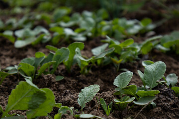 Radish sprouts in the garden. The concept of ecological products.