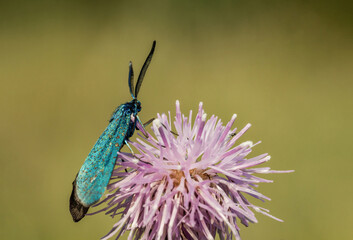 Piękny błękitny lśniący motyl na różowej koniczynie na zielonej łące