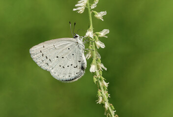 Piękny szary motyl wśród delikatnych białych kwiatów na zielonej łące