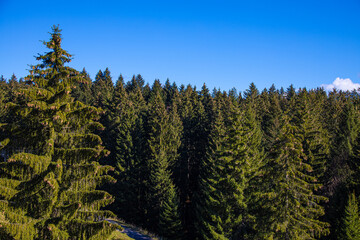 Wald_9683