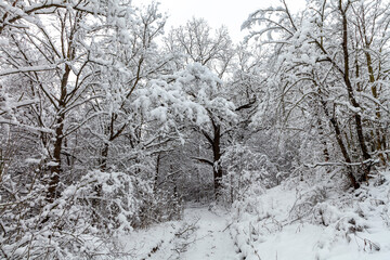 Picturesque snow trees in a winter atmosphere. Winter snow trees, park road perspective. White alley in forest. Snowy tree rows and gray sky. Traces on footpath.