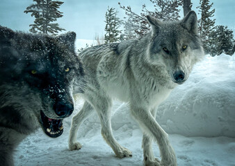 Winter Wolves Near Yellowstone National Park - obrazy, fototapety, plakaty