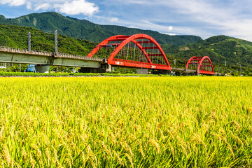 kecheng bridge railway in Yuli of Hualien, Taiwan, cross a large area of rice fields.