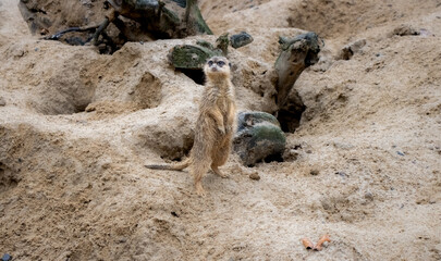 Obraz premium Meerkat