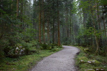 Fototapeta na wymiar Im Wald (Salzkammergut, Österreich)