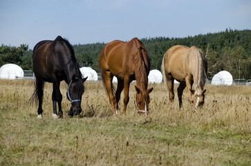 Obraz premium Mountain landscape and beautiful horses on an autumn meadow, Plana mountain, Bulgaria 