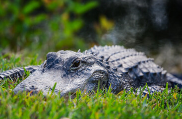 Alligator