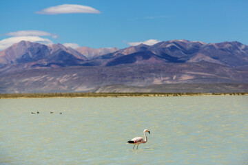 Flamingo in Bolivia