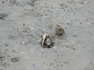 Atlantic sand fiddler crab emerging from its burrow in a coastal marshland, within the Croatan National Forest, Craven County, North Carolina.