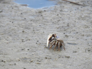 Atlantic sand fiddler crab crawling across a mud-flat within the Croatan National Forest, Craven County, North Carolina.