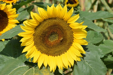 Sonnenblume