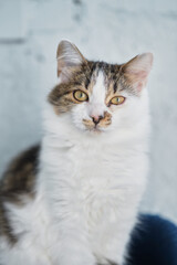 Hungry cat with green eyes looking and waiting for food. High quality photo
