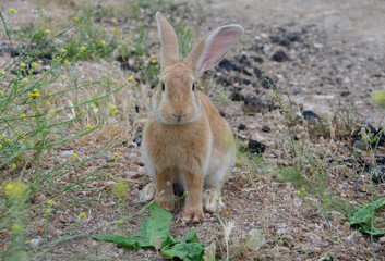 Farm animals. Cute bunny rabbit standing and looking, in the field.